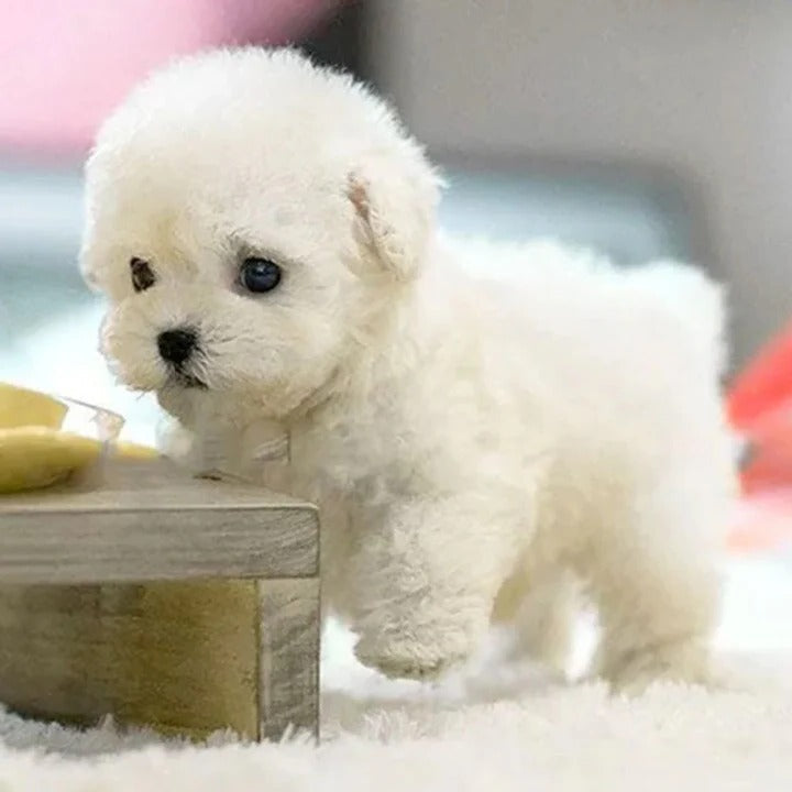 Interactive Robotic Dog with Voice Recognition and Touch Sensors, Carry Pouch Included