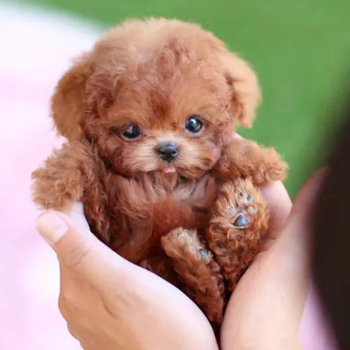 Interactive Robotic Dog with Voice Recognition and Touch Sensors, Carry Pouch Included